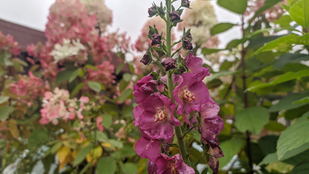 Осенняя посадка клубники Розы осенней посадки.Убираю Нимфею на зимовку. смотреть онлайн