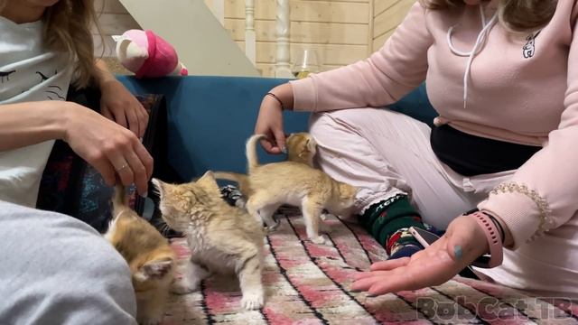 БАРХАННЫЕ КОТЯТА ПОДРУЖИЛИСЬ С МЕЙН-КУНАМИ смотреть онлайн