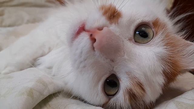 Кошачьи глазки от которых невозможно оторваться! смотреть онлайн