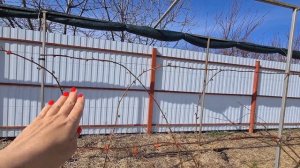 Формировка ежевики на шпалере. Новый способ