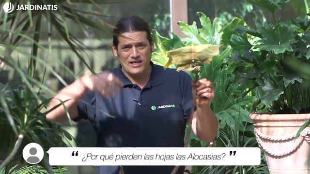 ¿Por qué pierden las hojas las Alocasias? - Briconsulta - Jardinatis смотреть онлайн