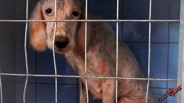 Английский Сеттер почти полностью облысел и сильно хотел есть... смотреть онлайн