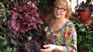 Бегония | виды | уход за комнатными растениями