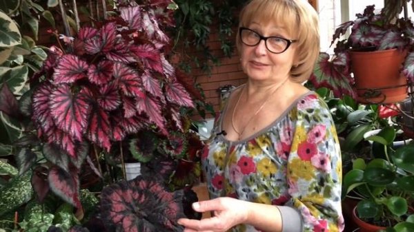 Бегония | виды | уход за комнатными растениями