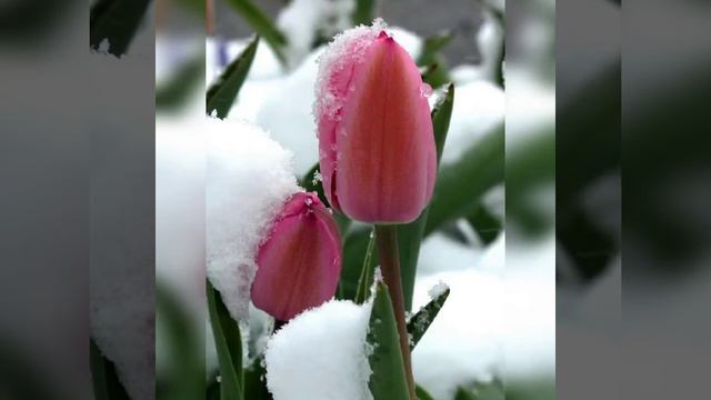 ВСЕМ ПРЕКРАСНОГО УТРА!!#тамараушакова смотреть онлайн