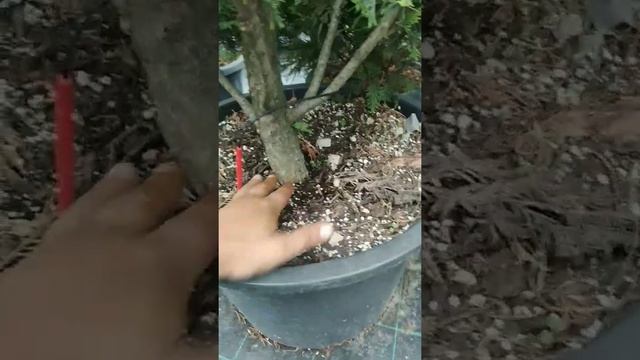 голд райдер часть 2 . посадка растения. смотреть онлайн