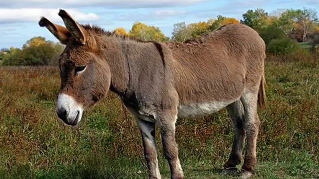 С- Ш смотреть онлайн