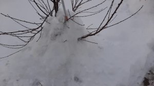 Выращивание персиков в суровом климате. /проверка сортов персика и подвоев на зимостойкость/-30.