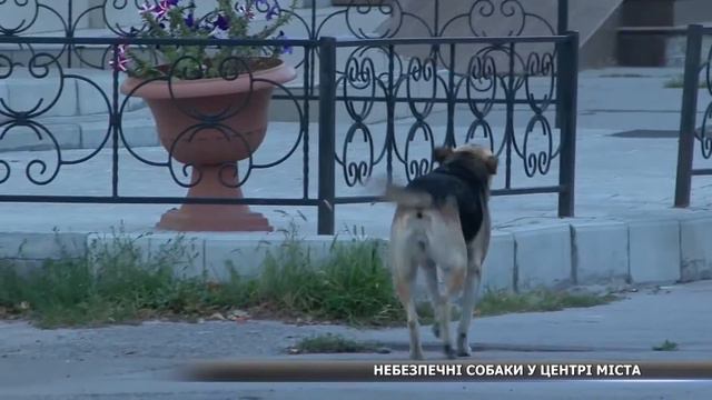 Небезпечні собаки у центрі міста смотреть онлайн