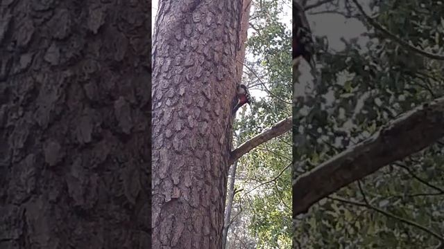#shorts Большой пестрый дятел кормит птенцов в дупле смотреть онлайн