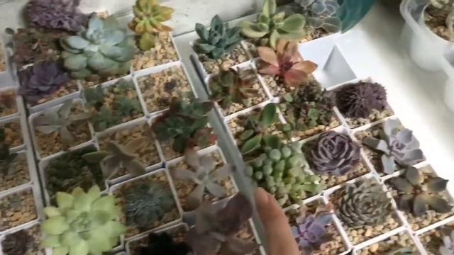 Шок. Клещи на суккулентах. Часть 1 смотреть онлайн