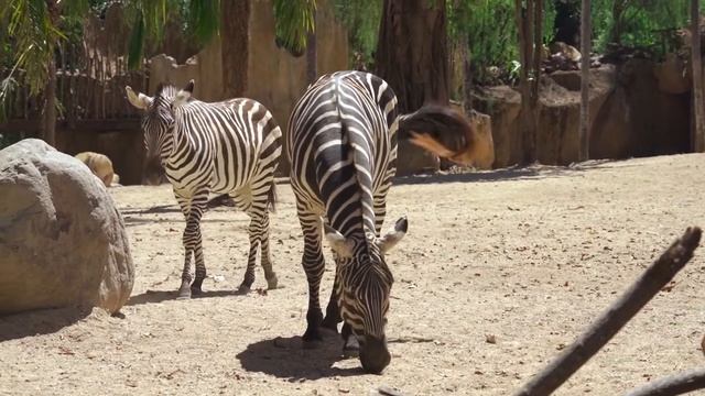 Зебра - чёрная или белая? смотреть онлайн