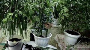 Педилантус.  Пересадка