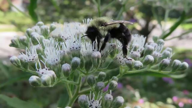 Boneset (Maryland, USA) смотреть онлайн