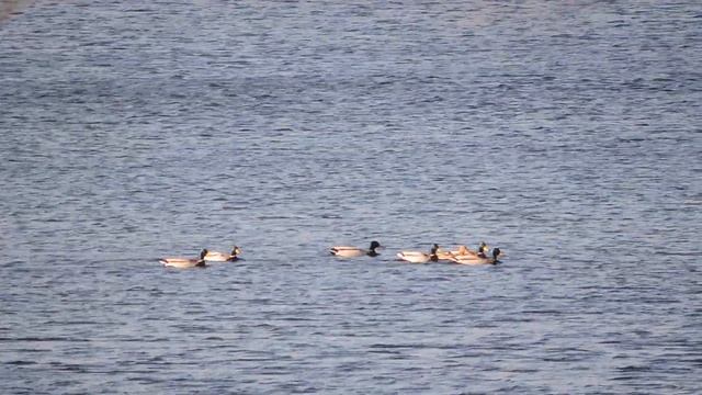 луток март 2020 смотреть онлайн