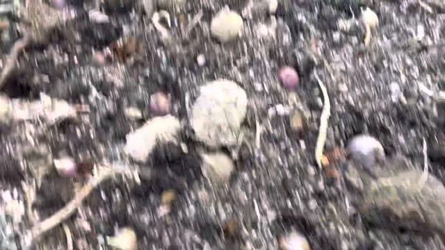 Посадка озимого чеснока весной смотреть онлайн