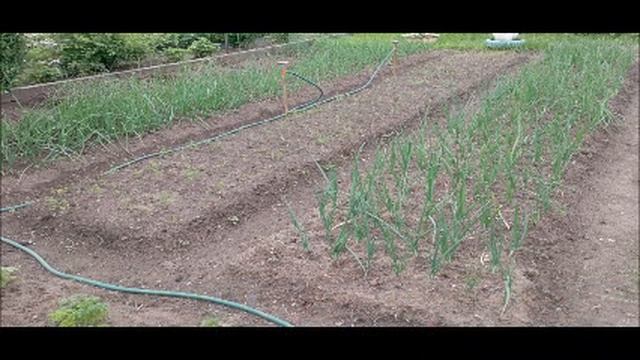 Лук желтеет и чахнет... Что делать? смотреть онлайн