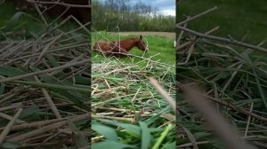 ЗАГОТОВКА ВЕСЕННЕЙ ТРАВКИ ДЛЯ КОЗ