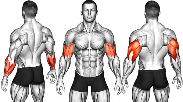 Упражнения для Тренировки Рук (предплечья, бицепсы, трицепсы)