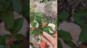 Цветение розы Микото