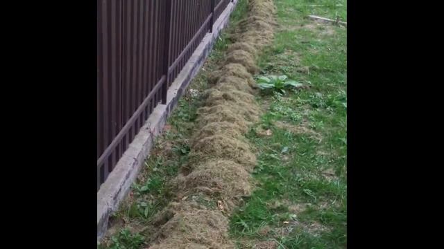 Как сажу девичий виноград по другому смотреть онлайн