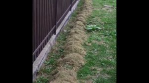 Как сажу девичий виноград по другому