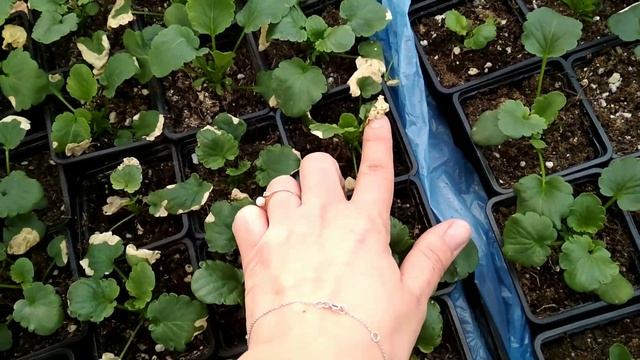 Цветы в теплице и мороз. смотреть онлайн