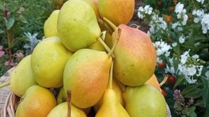 Сорт груши Заречная