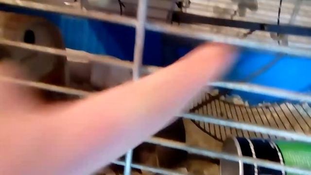 ЧТО В КЛЕТКЕ МОИХ ДЕГУ?? смотреть онлайн