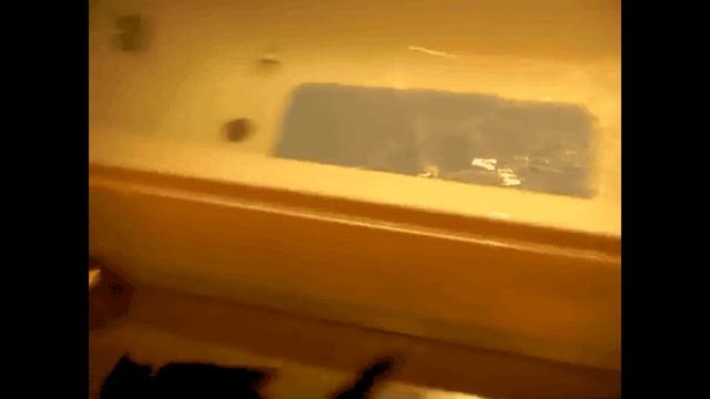 Смешные животные.Приколы с животными.Gif анимация 2017 смотреть онлайн