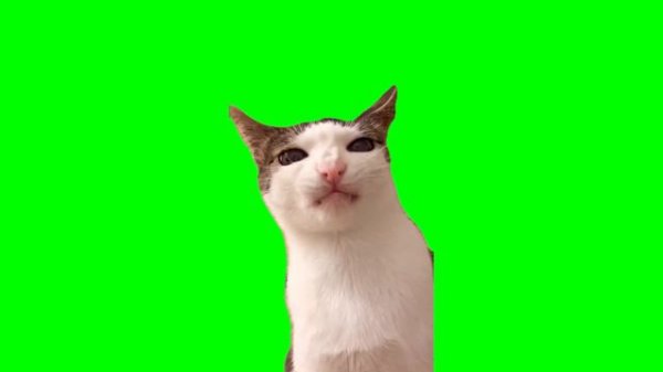 Green Screen Crunchy Cat Luna Meme
