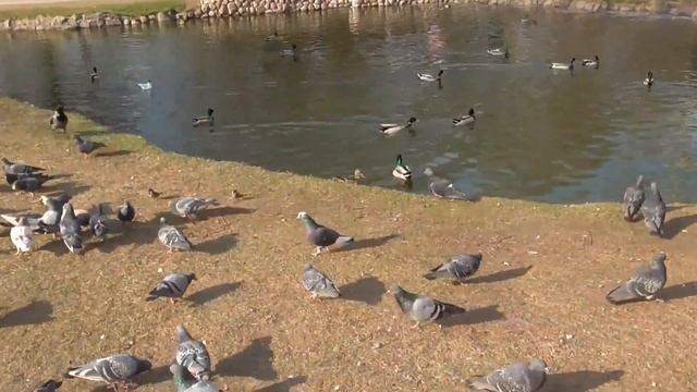 Кормление уток, чаек, ворон, галок и голубей с воробьями у пруда возле святого источника смотреть онлайн