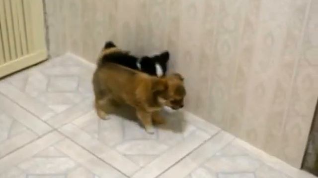Чихуахуа щенки смотреть онлайн
