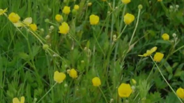 Чучевичи Chuchevichi