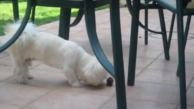 The brave mouse смотреть онлайн