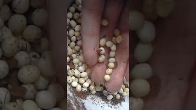 КЛАДКА У РЕТИКУЛЯТ  АЛЬБИНО.УЛИТКА РОДИЛА 300+ ЯИЦ