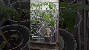 Сибирь. Обзор рассады томатов. Расставила подальше друг от друга.