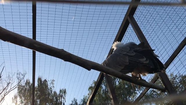 Парк птиц «Воробьи». Лето 2018 || Birds park “Vorob’i”. Summer 2018 смотреть онлайн