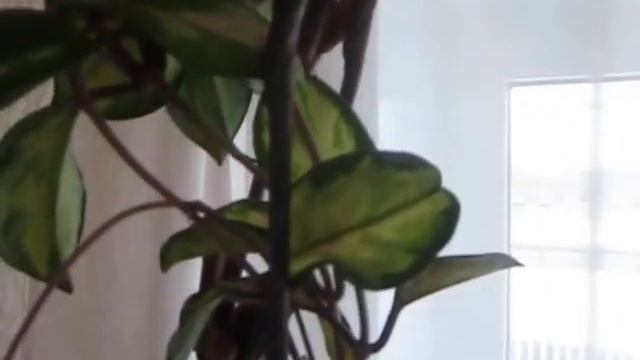 Хойя. Опора для хойи..Подвязка нейлоновыми хомутами