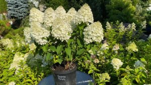 Гортензия метельчатая "Шугар Раш"Фильм-2 Hydrangea paniculata "Sugar Rush"