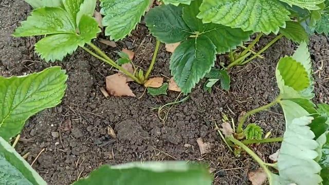 ?️?️?️ Московская область//Хроника смотреть онлайн