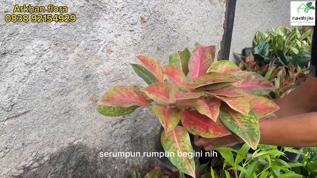 KEBUN TERAS RUMAH KOLEKSI SUBUR DAN MEWAH⁉️HARGA BERSAHABAT смотреть онлайн