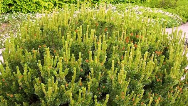 ?Необычные хвойные для МАЛОУХОДНОГО сада смотреть онлайн