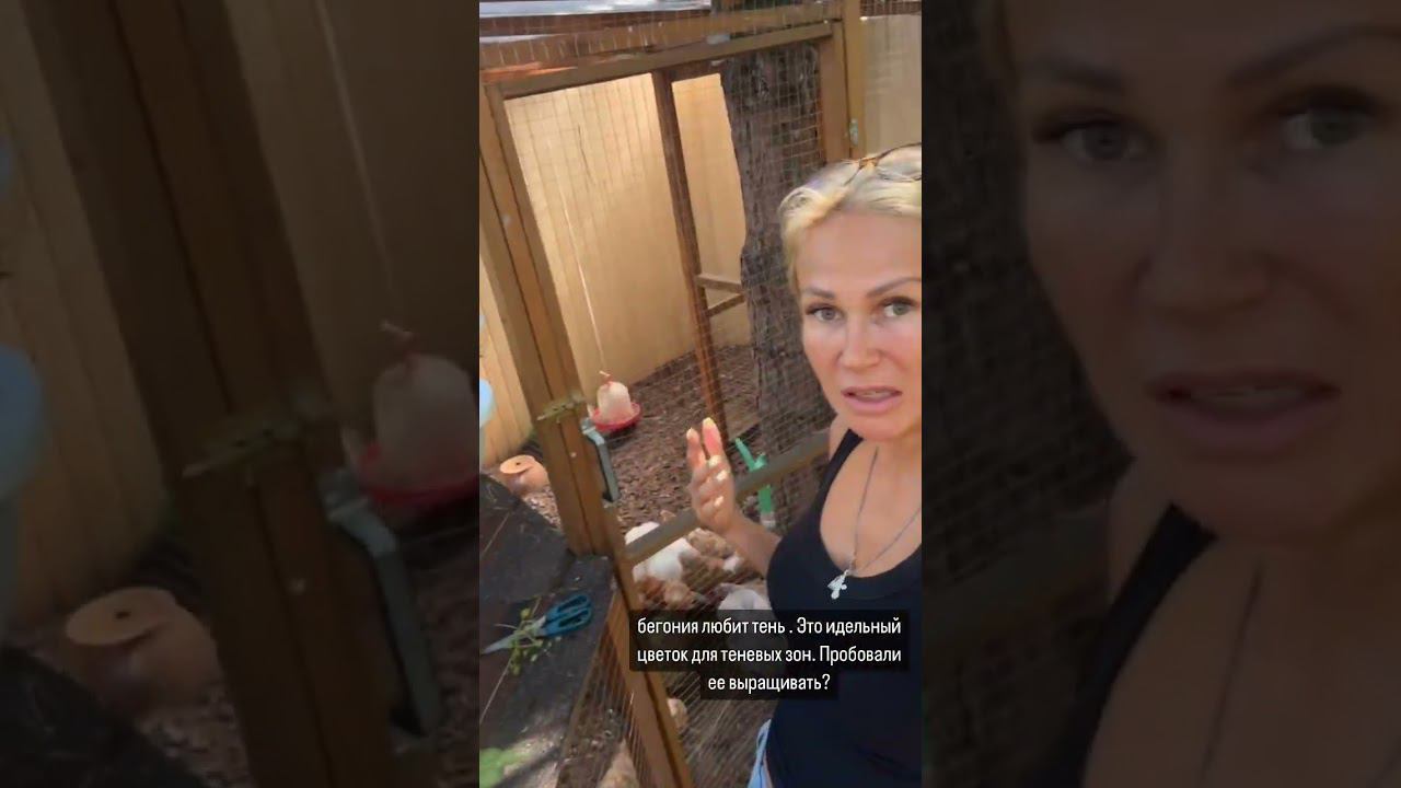 Бегония - идеальный цветок для теневых зон смотреть онлайн