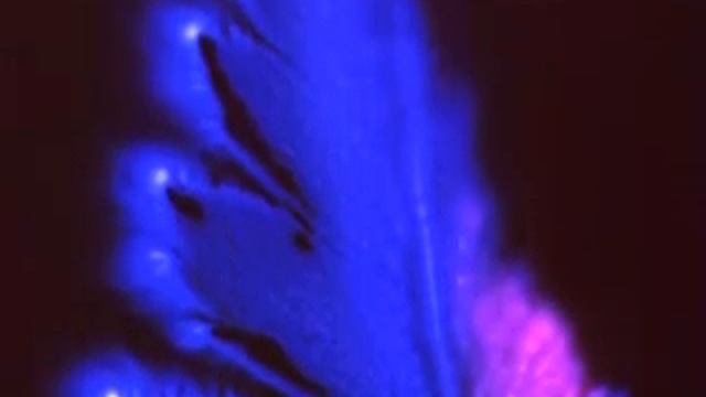 Kirlian 2009 - Journey through the Galaxy of Plants II смотреть онлайн