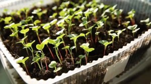 ДЗЕН как вырастить редиску на окне\балконе!!!