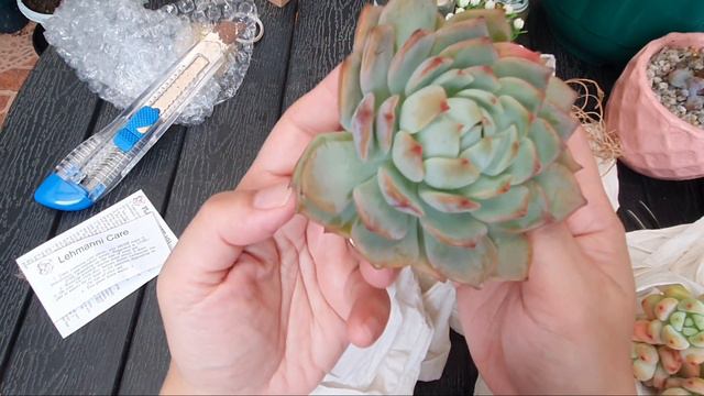 KOREAN SUCCULENTS & OTHER SUCCULENT PLANT HAUL- PHILIPPINES смотреть онлайн