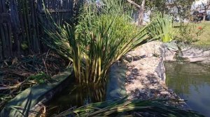 ПРАВИЛЬНОЕ УСТРОЙСТВО БИОПЛАТО. АЭРОБНЫЕ И АНАЭРОБНЫЕ БАКТЕРИИ. ПРУД С РЫБОЙ СВОИМИ РУКАМИ. ОЧИСТКА