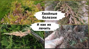 Хвойные болезни и как их лечить.