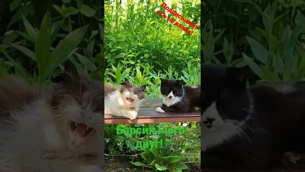 Барсик и его друг лежат на лавочке! #реки смотреть онлайн